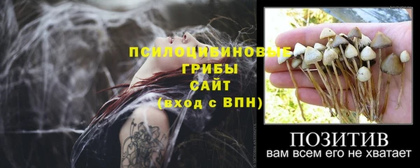 прущие грибы Вяземский